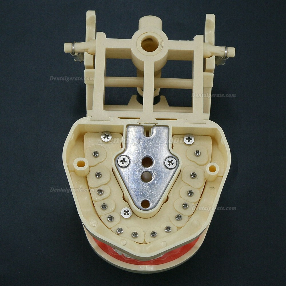 Zahnmodelle Arbeitsmodelle im Artikulator M8013 Kompatibler Frasaco ANA-4